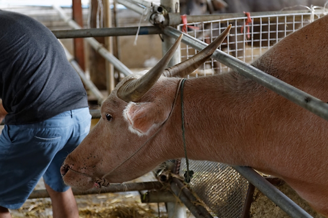 Wat Hua Lamphong-NOV13-018